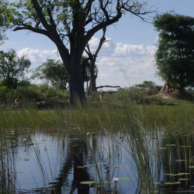 Okavango Delta Luxus Flugsafari